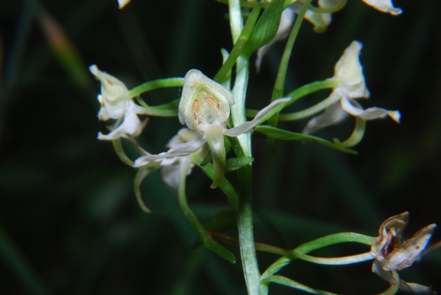 Platanthera